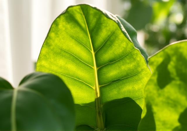 Dettaglio di foglie verdi colpite da luce soffusa filtrata dalle tende